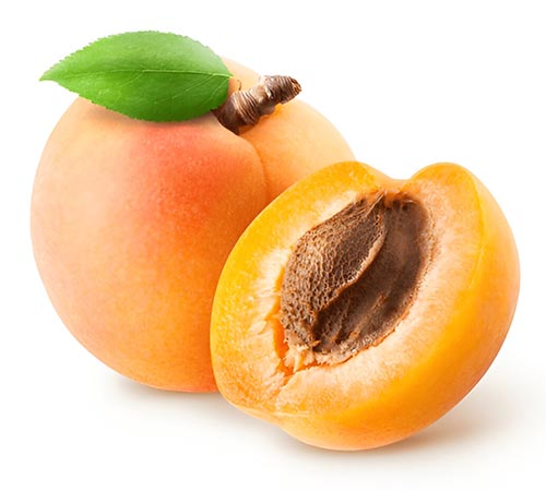 Apricot