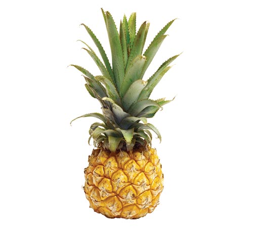 Baby, Queen Pineapple