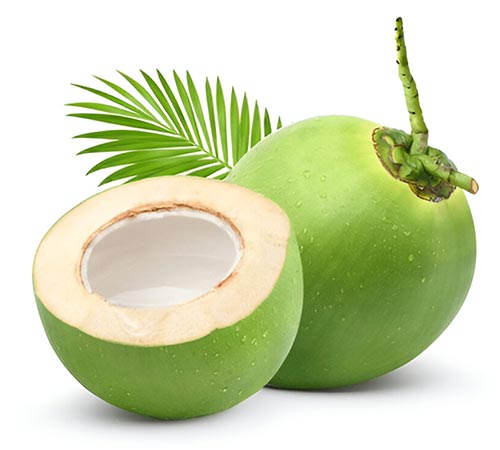 Coconut