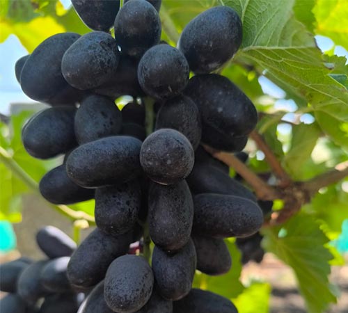 Kingberry Grapes