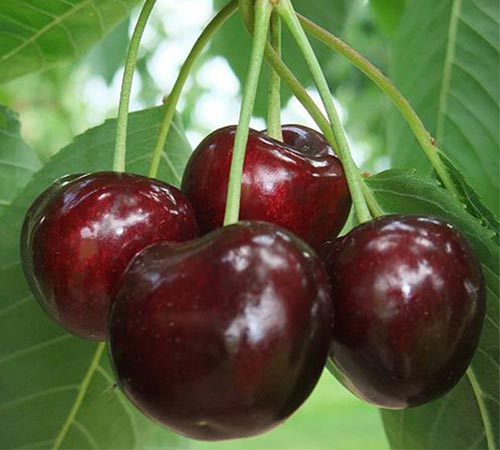 Santina Cherries