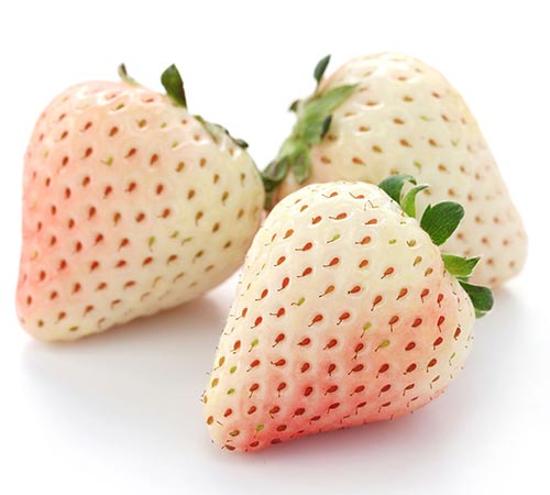 White Strawberry