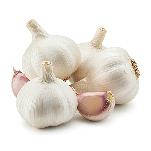 Garlic
