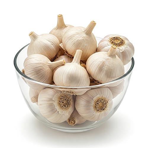 Garlic